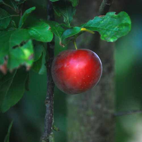 Turkish Cherry Plum