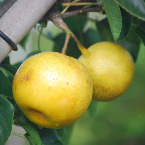 Twentieth Century Asian Pear