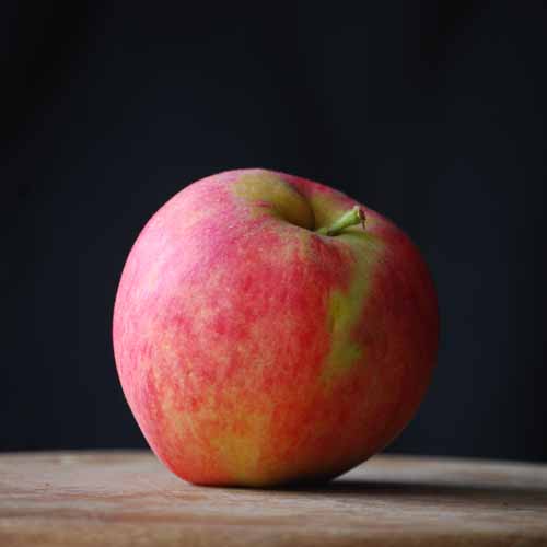 Tydeman's Early Worcester