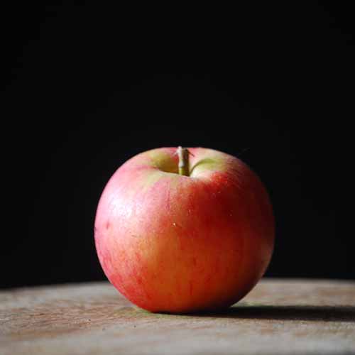 Tydeman's Early Worcester