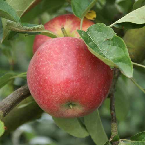 Tydeman's Early Worcester