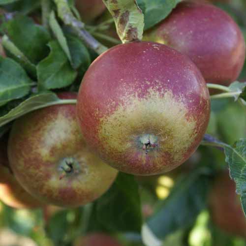 Tydeman's Late Orange