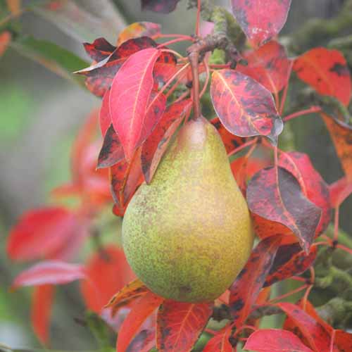 Uvedale's St Germain