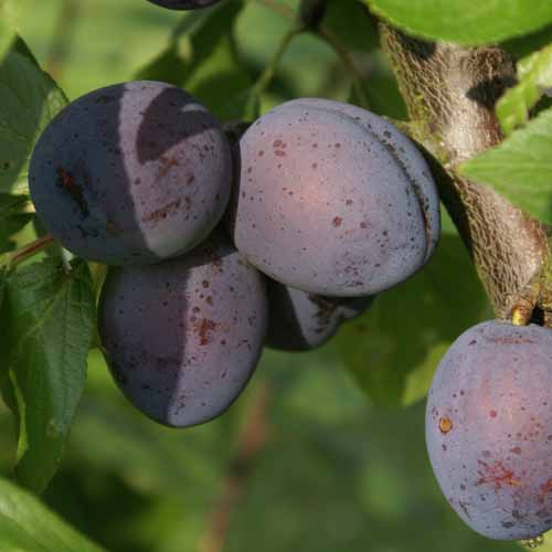 Wangenheims Fruhzwetsche