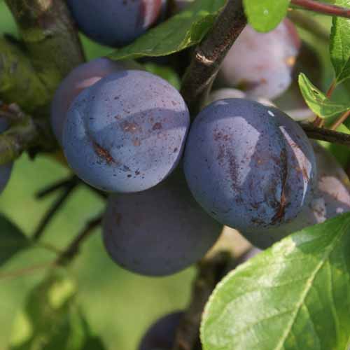 Wangenheims Fruhzwetsche