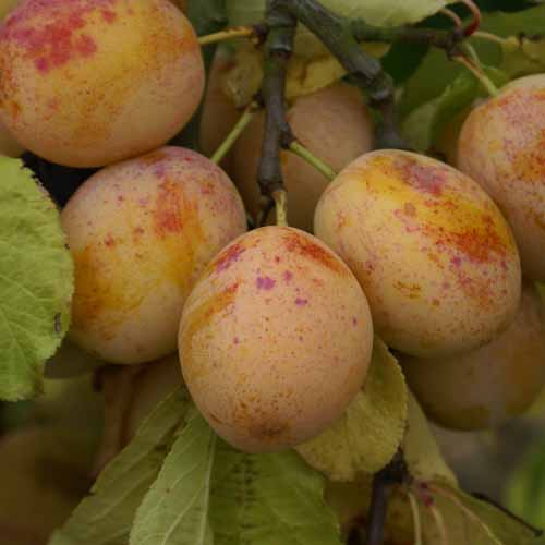 Warwickshire Drooper