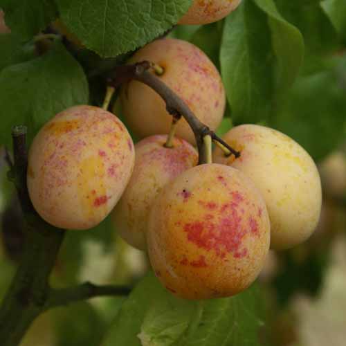 Warwickshire Drooper