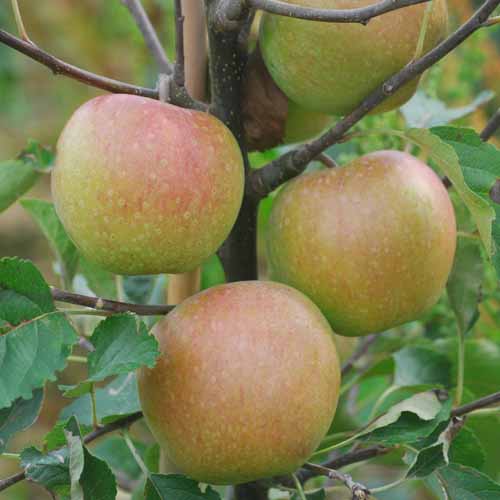 Westfield seek-no-further