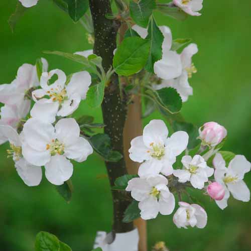 Westfield seek-no-further