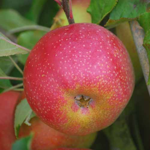 Westfield seek-no-further