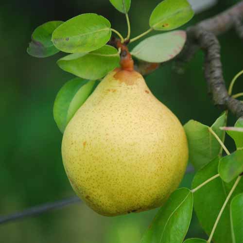 Williams Bon Chretien