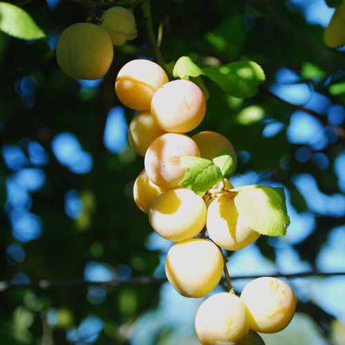 Yellow Apricot Bullace