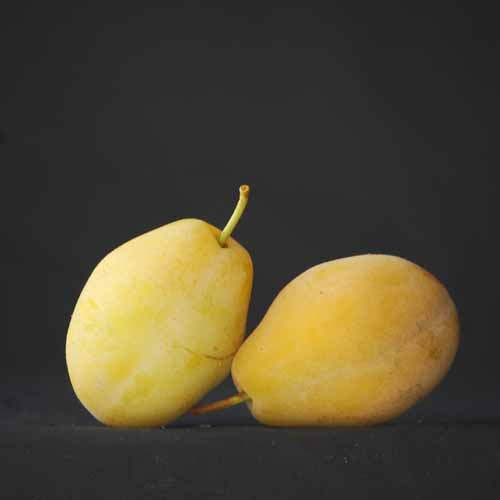 Yellow Pershore