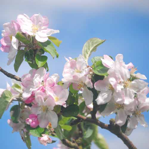 Zabergau Reinette