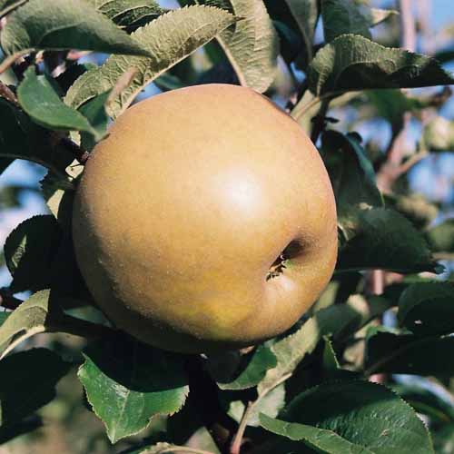 Zabergau Reinette