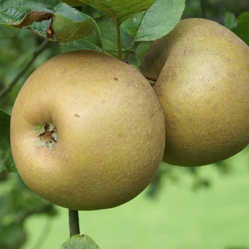 Zabergau Reinette