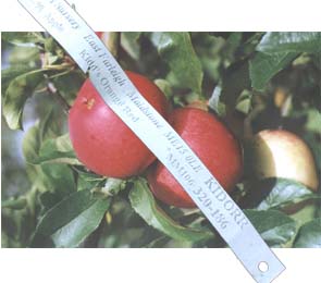 Keepers Nursery tag